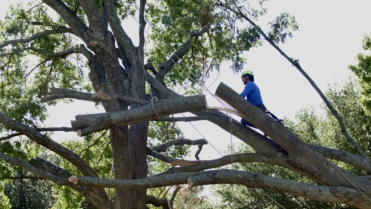 Professional Crown Thinning performed by certified arborists in Thorndale