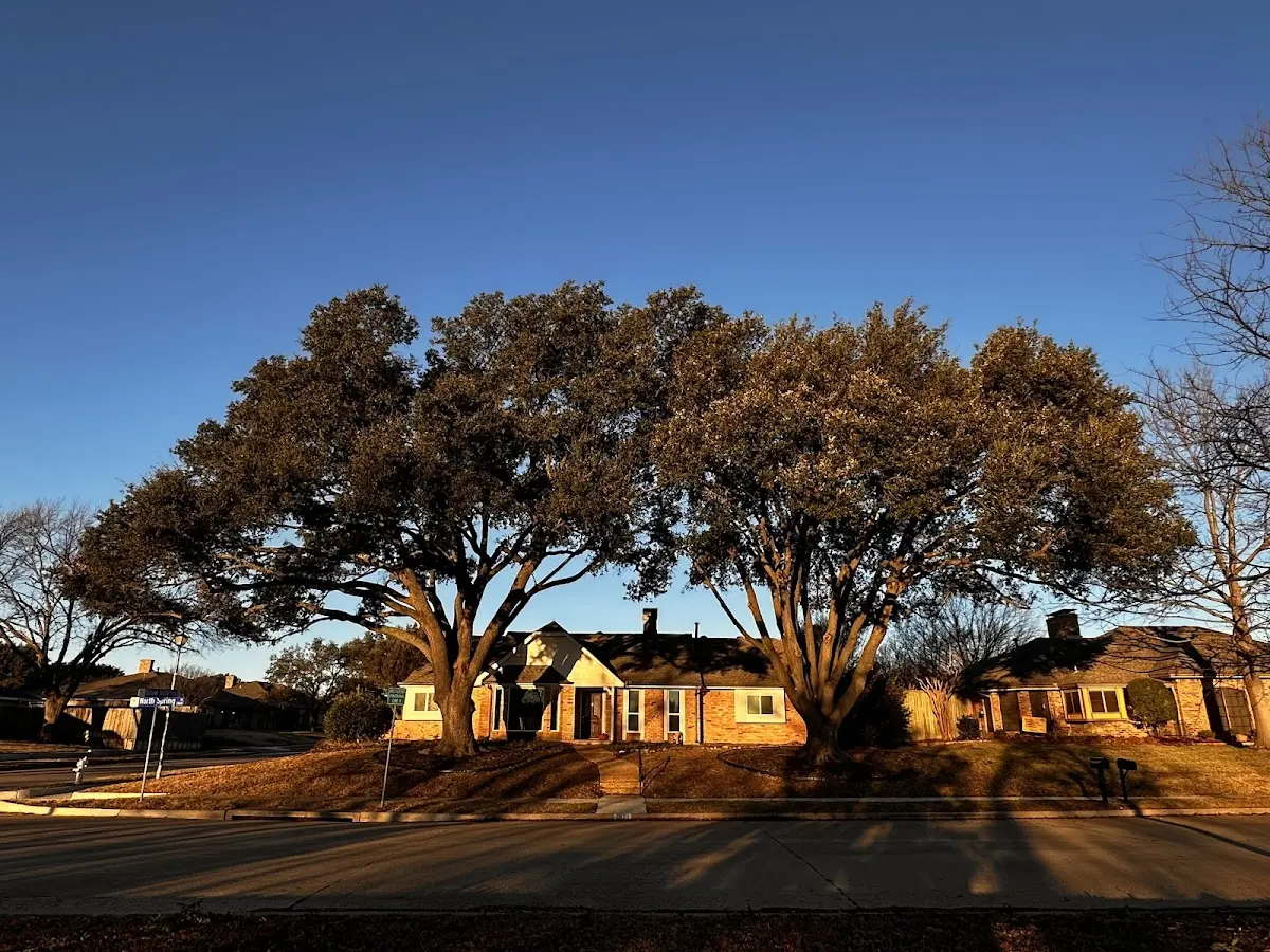 Established residential canopy tree shading a home in Thorndale